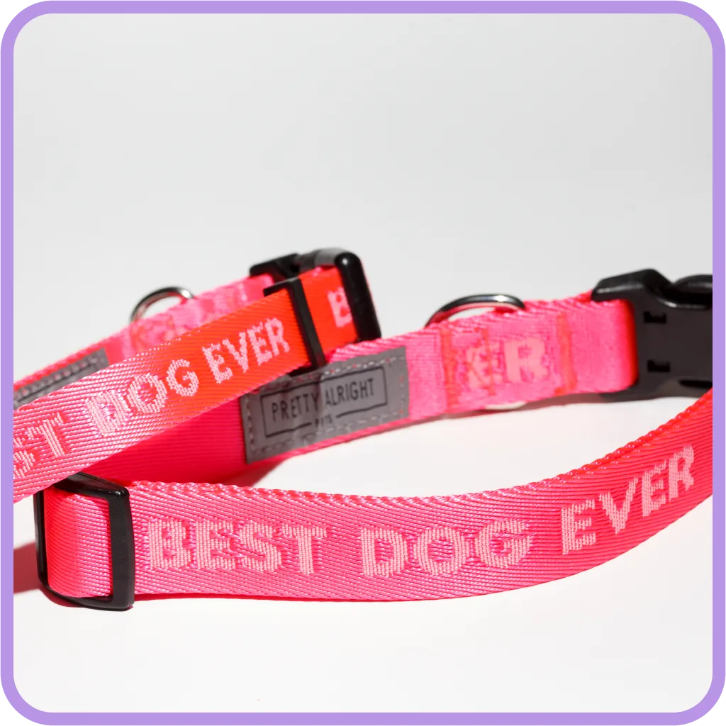 Best Dog Ever (Pink) Dog Collar
