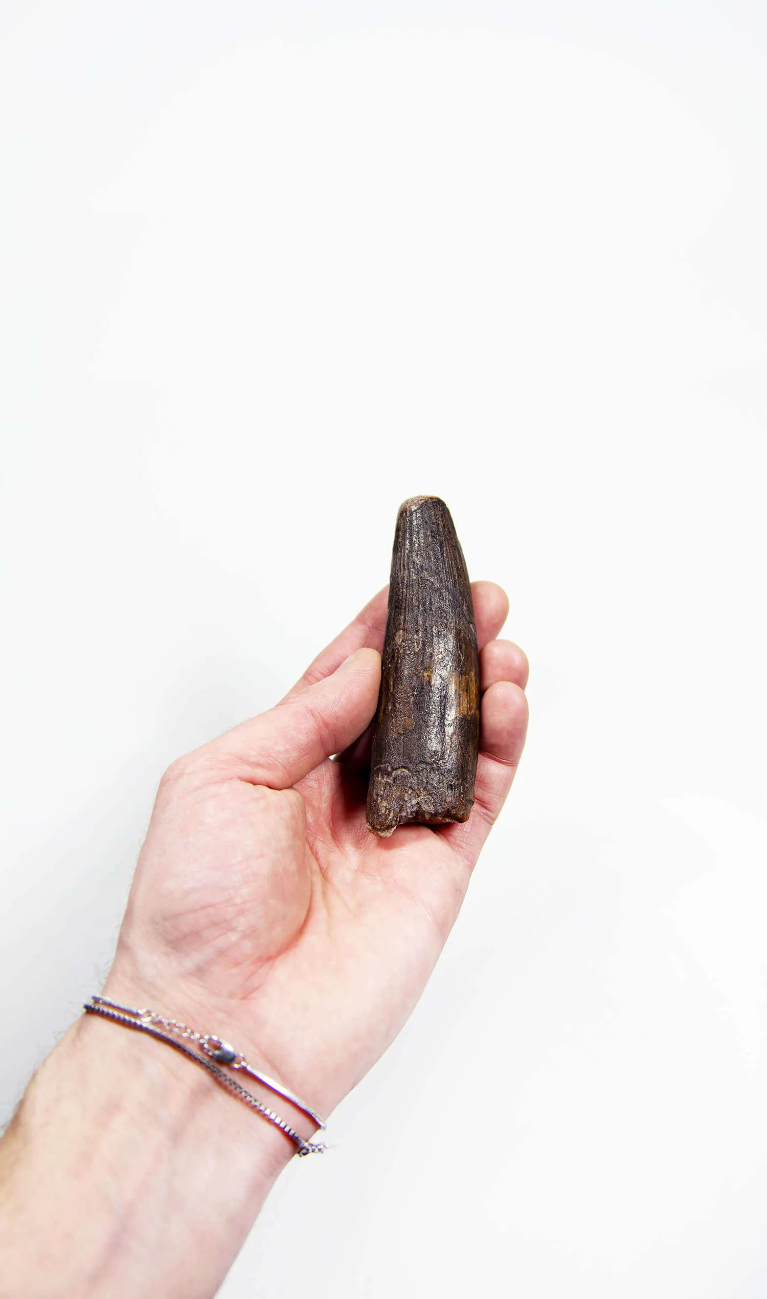 Fossil Spinosaurus Dinosaur Tooth 103mm