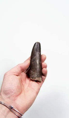 Fossil Spinosaurus Dinosaur Tooth 103mm