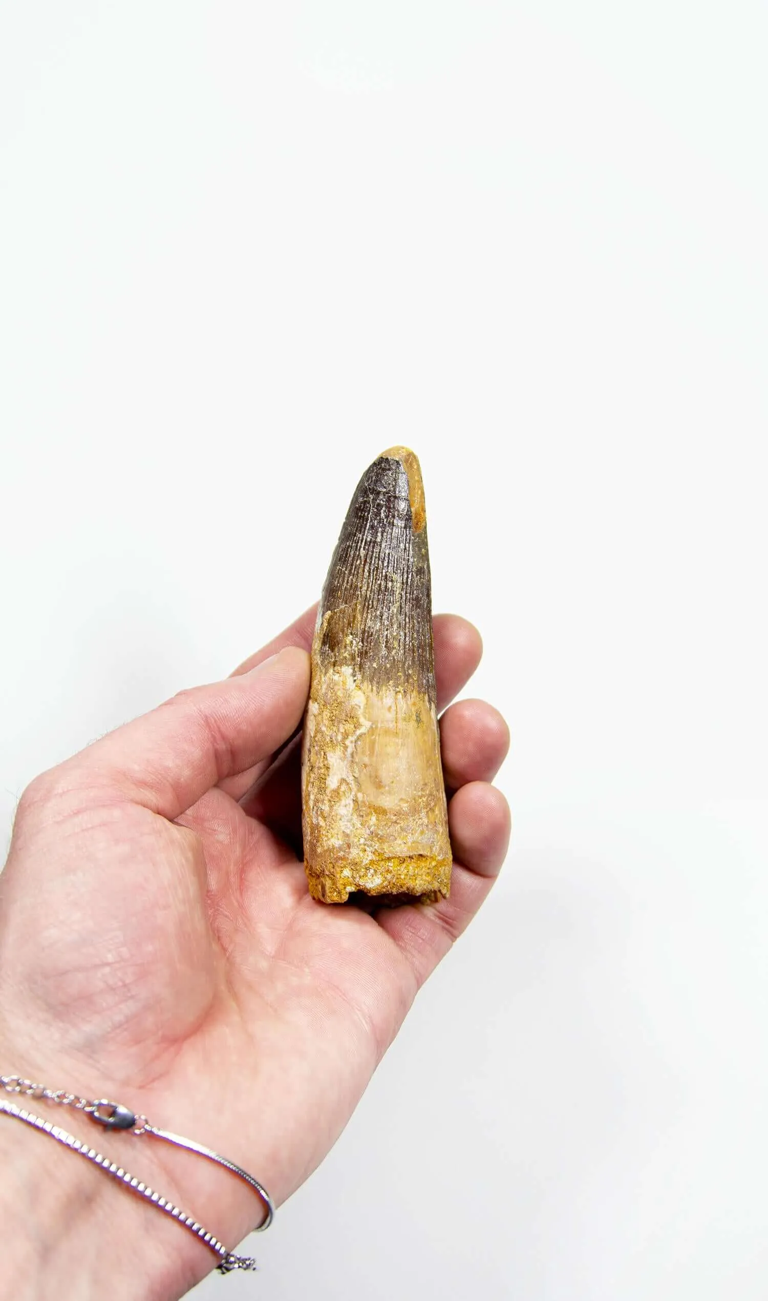 Fossil Spinosaurus Dinosaur Tooth 105mm