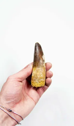 Fossil Spinosaurus Dinosaur Tooth 105mm
