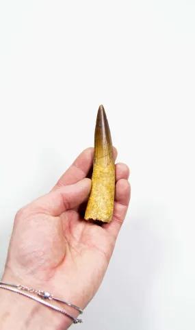 Fossil Spinosaurus Dinosaur Tooth 107mm