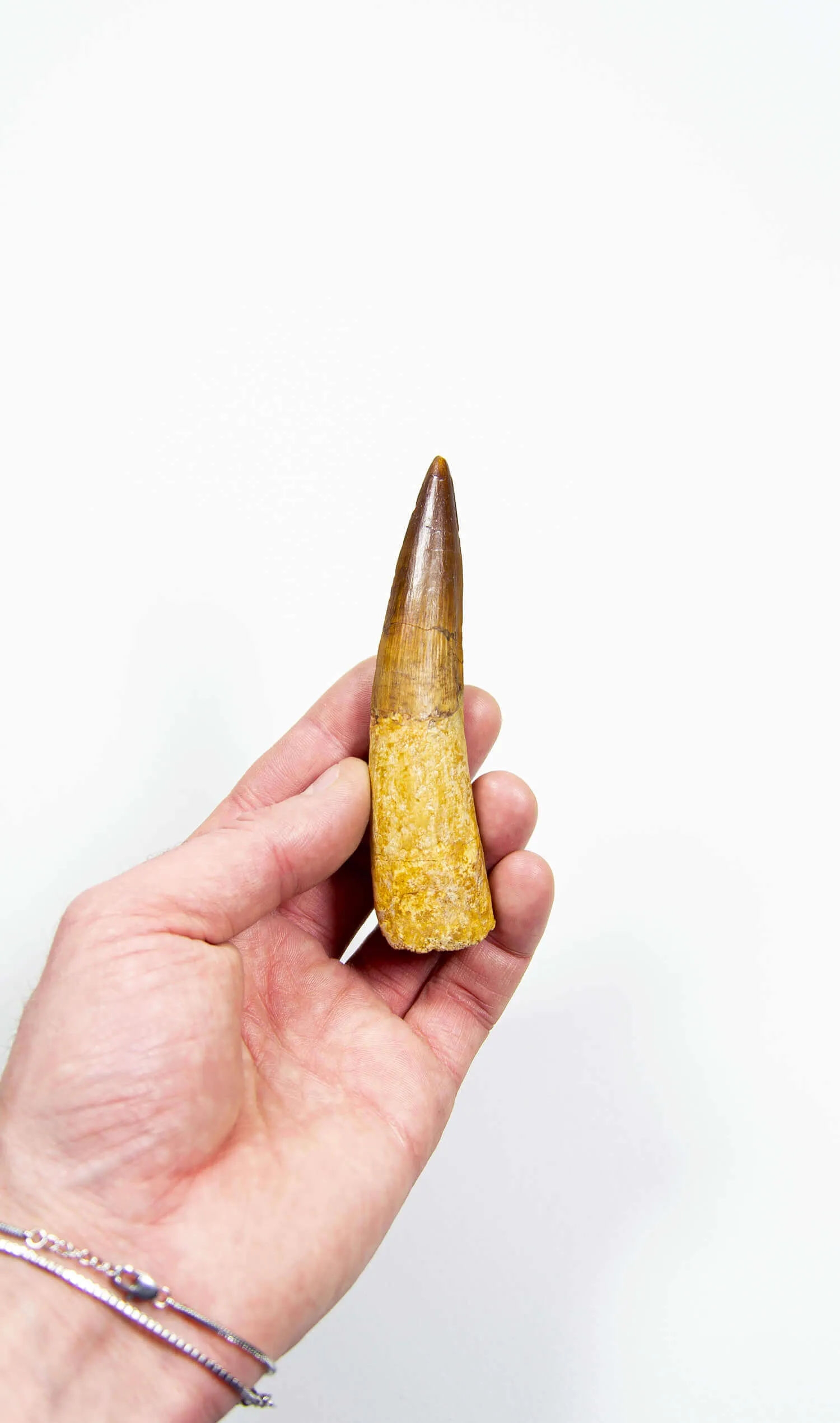 Fossil Spinosaurus Dinosaur Tooth 107mm