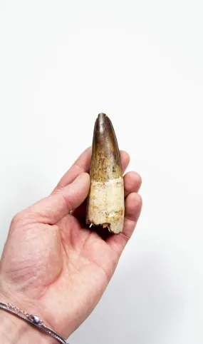 Fossil Spinosaurus Dinosaur Tooth 112mm