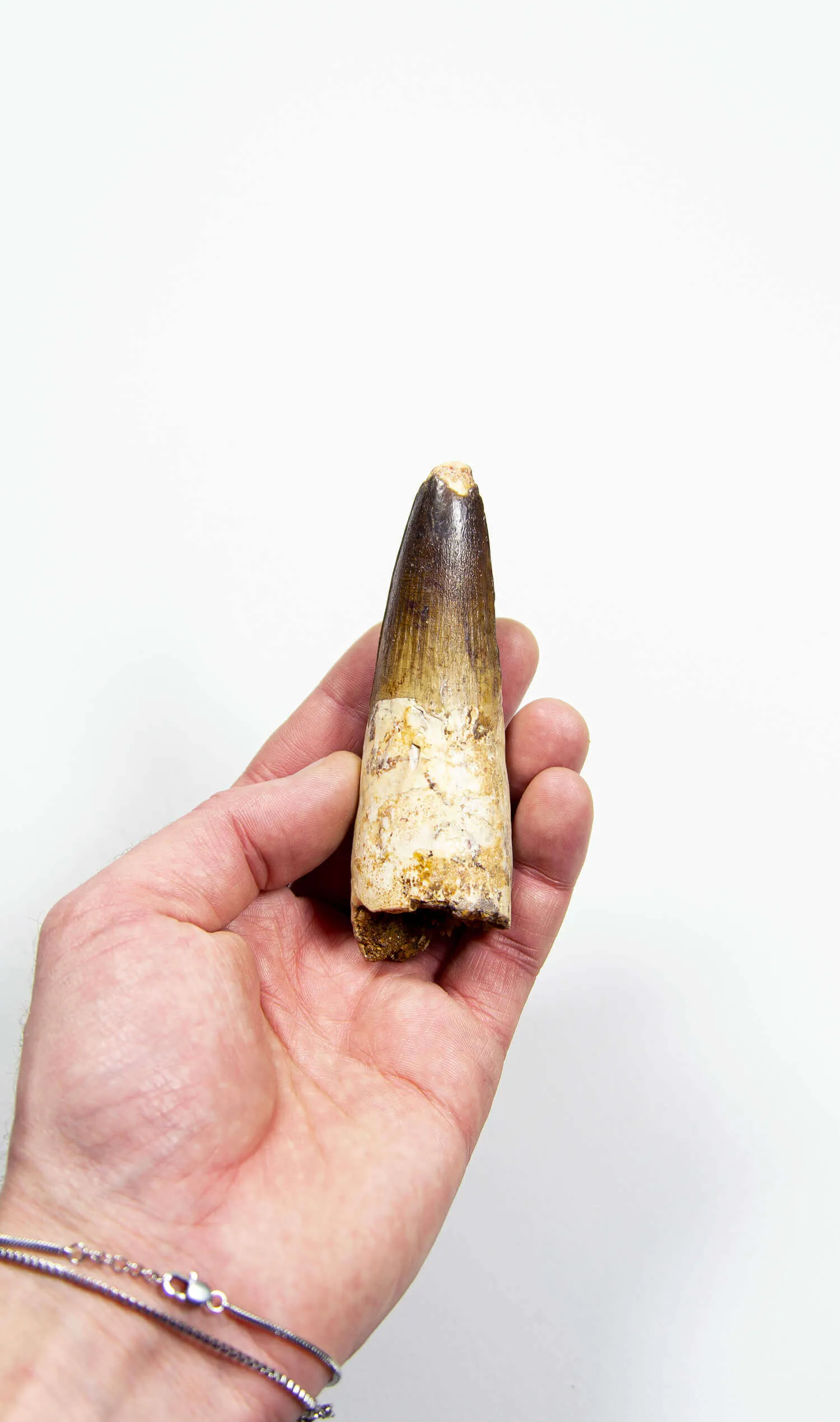 Fossil Spinosaurus Dinosaur Tooth 112mm