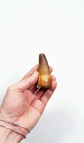 Fossil Spinosaurus Dinosaur Tooth 76mm