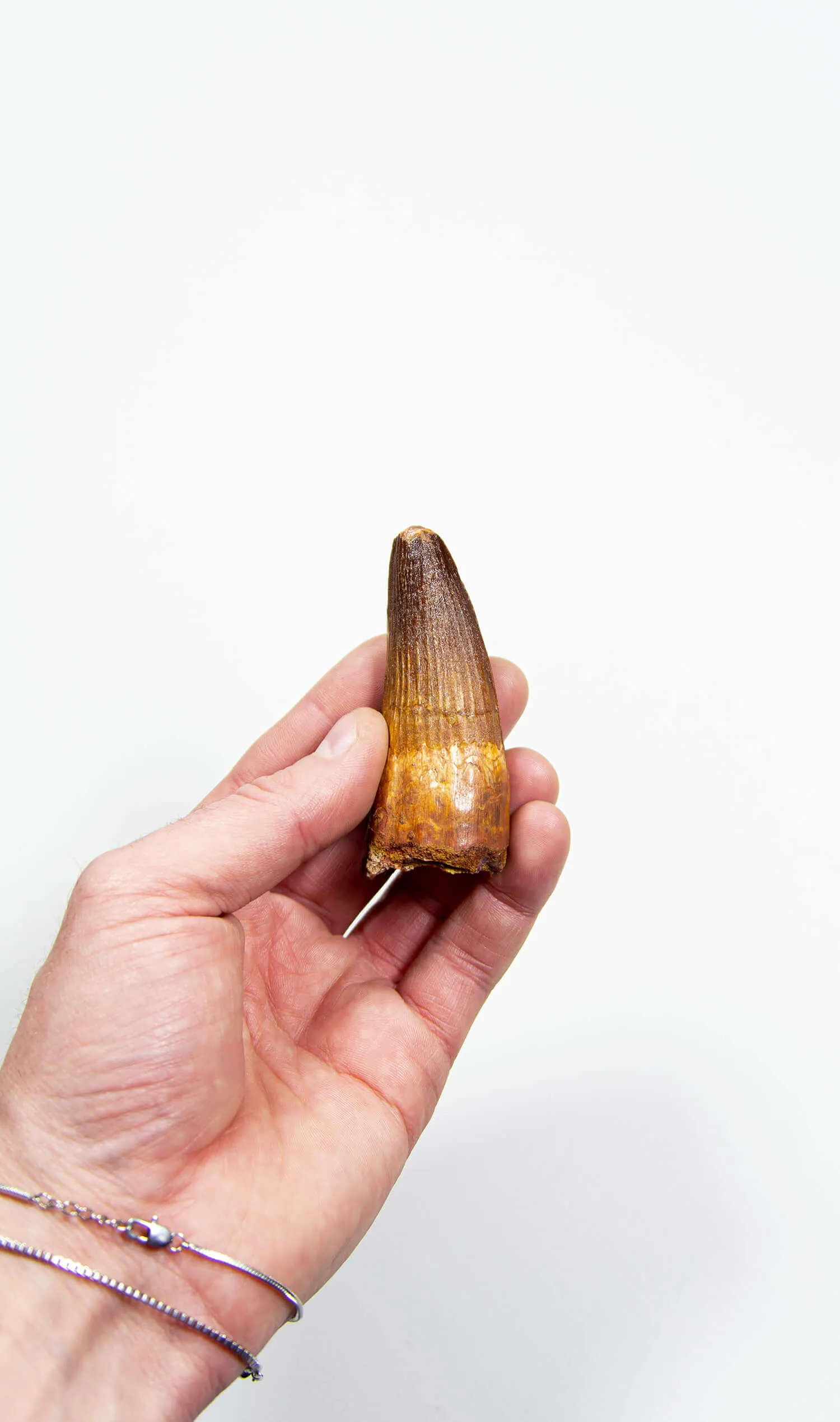 Fossil Spinosaurus Dinosaur Tooth 76mm