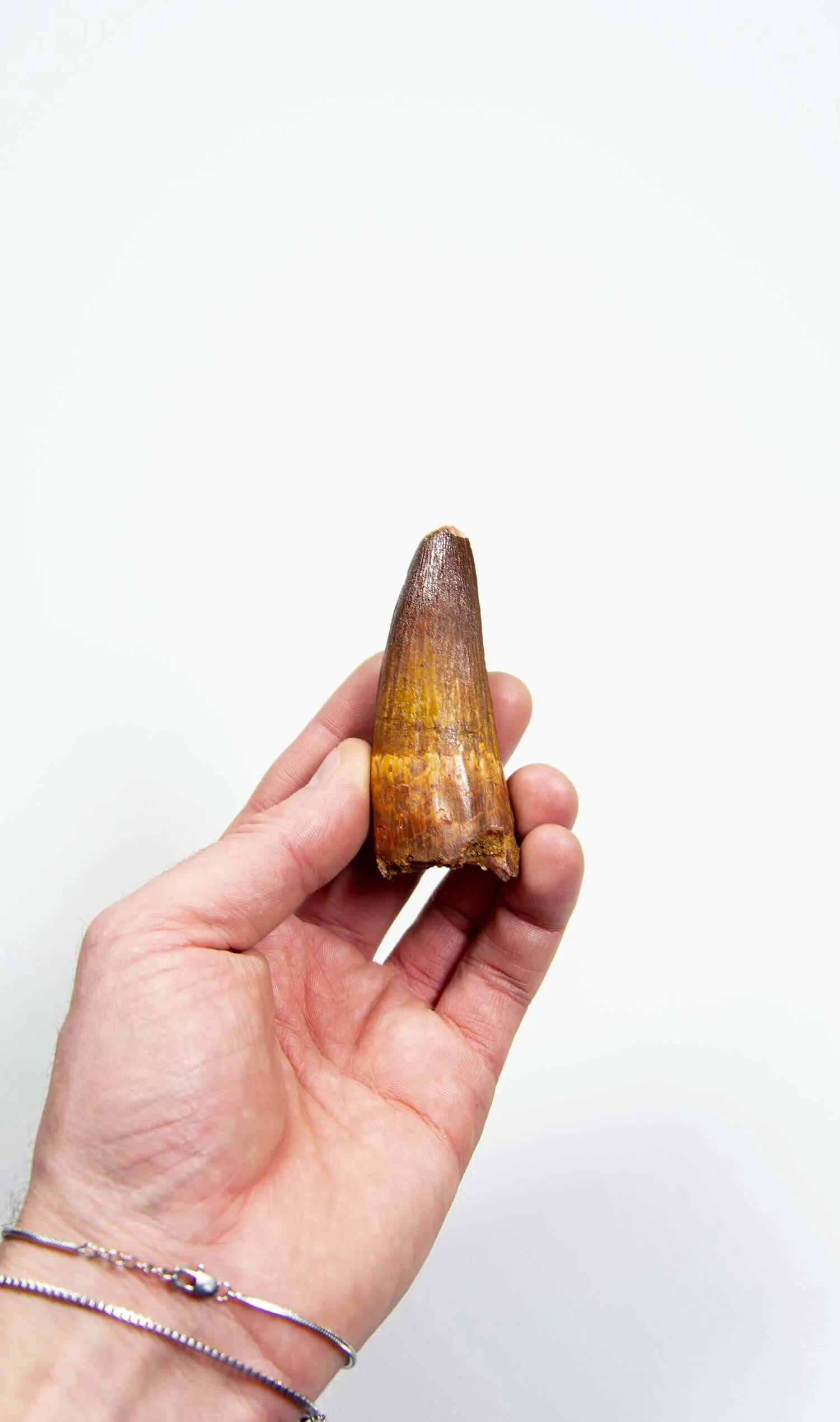 Fossil Spinosaurus Dinosaur Tooth 76mm