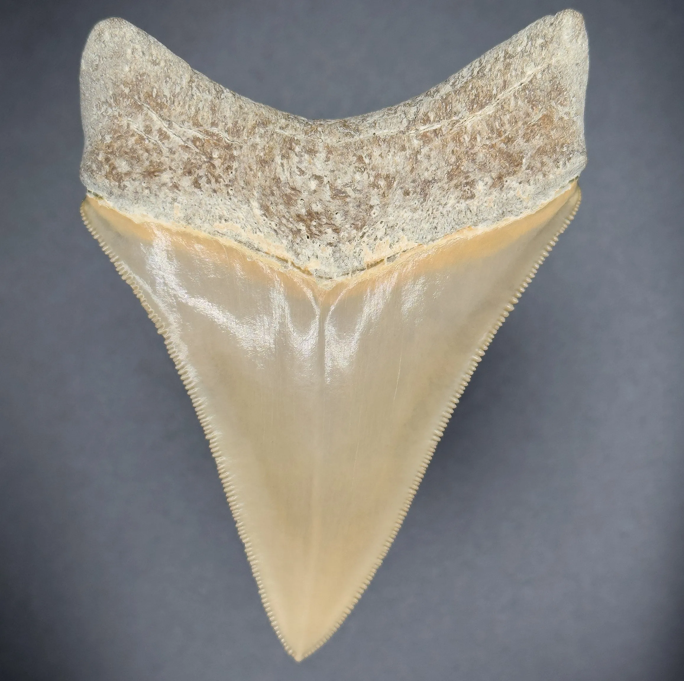 SMOKER Megalodon Shark Tooth | (Ultra Rare Central Florida)
