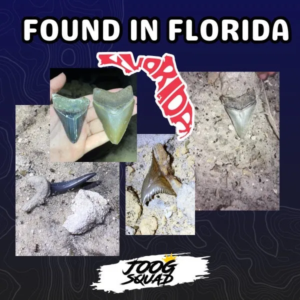 SMOKER Megalodon Shark Tooth | (Ultra Rare Central Florida)