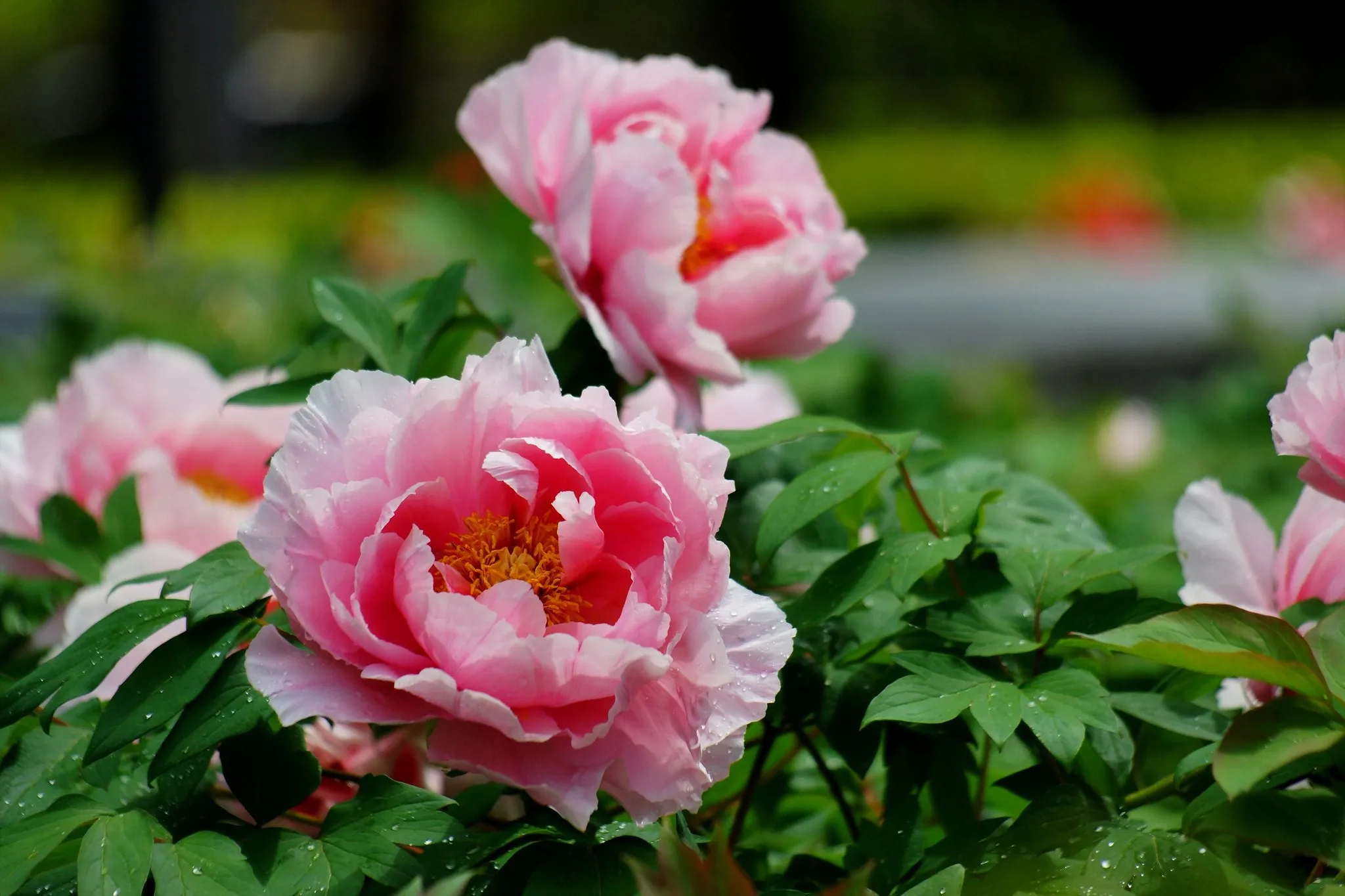 Tree Peony Paeonia suffruticosa 20 Seeds  USA Company