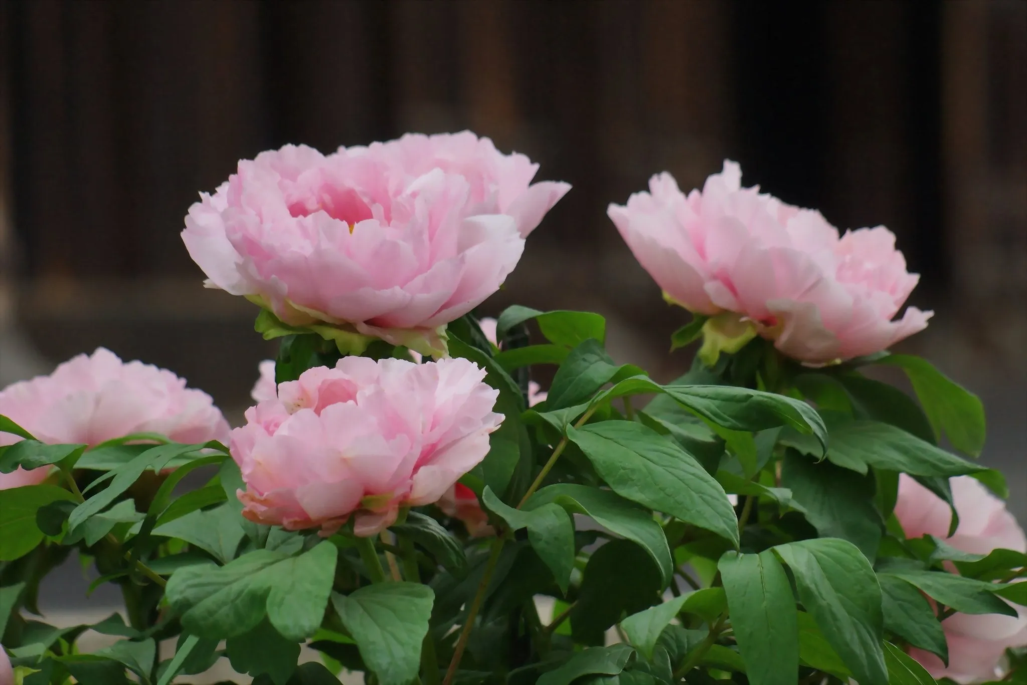 Tree Peony Paeonia suffruticosa 20 Seeds  USA Company