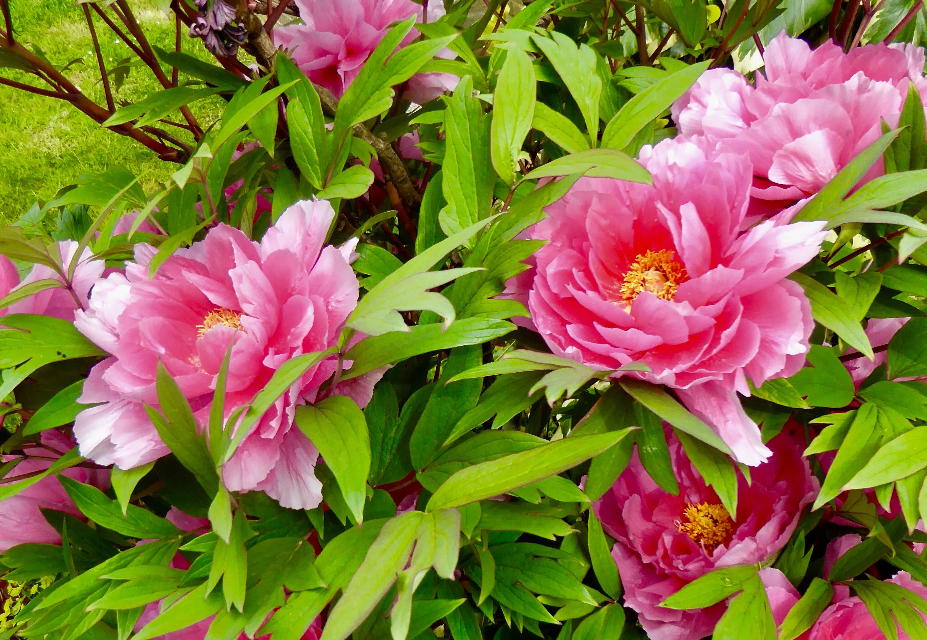 Tree Peony Paeonia suffruticosa 20 Seeds  USA Company