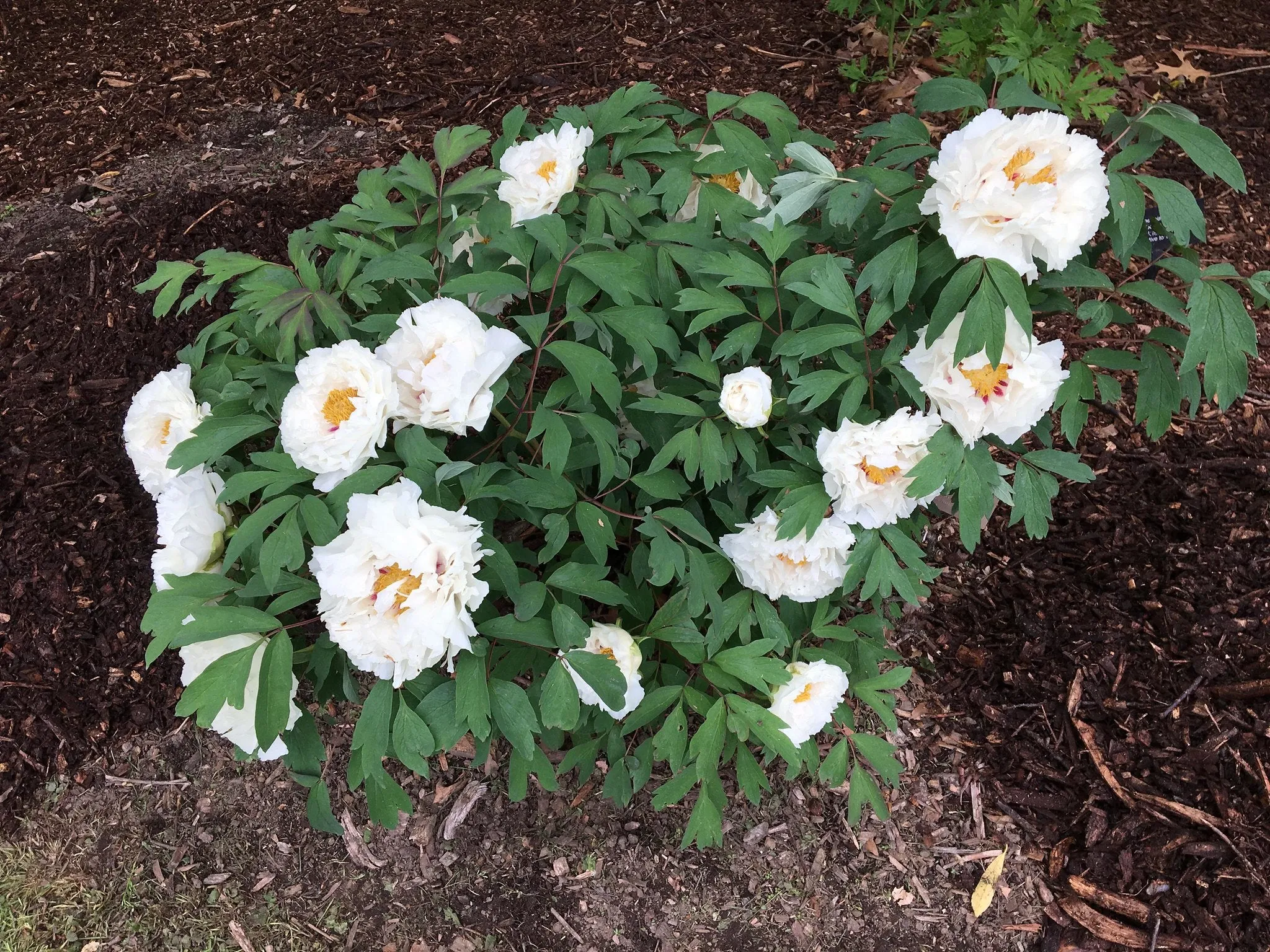 Tree Peony Paeonia suffruticosa 20 Seeds  USA Company