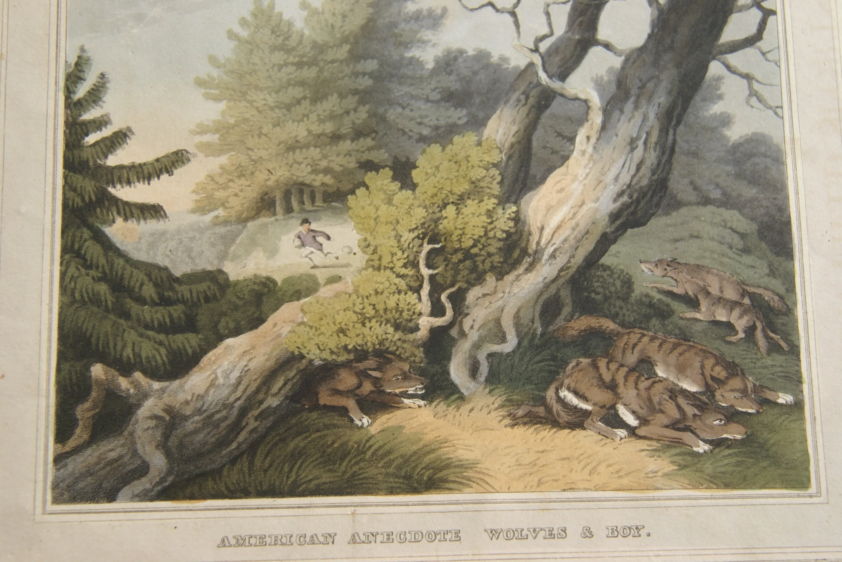 VERY RARE COLLECTOR ILLUSTRATION (1813) HAND COLORED QUARTO AQUATINT ENGRAVING FROM HOWITT & CAPTAIN WILLIAMSON’S AMERICAN ANECDOTE, WOLVES & BOY, FROM FOREIGN FIELD SPORTS, FISHERIES ETC… BY CAPTAIN WILLIAMSON.