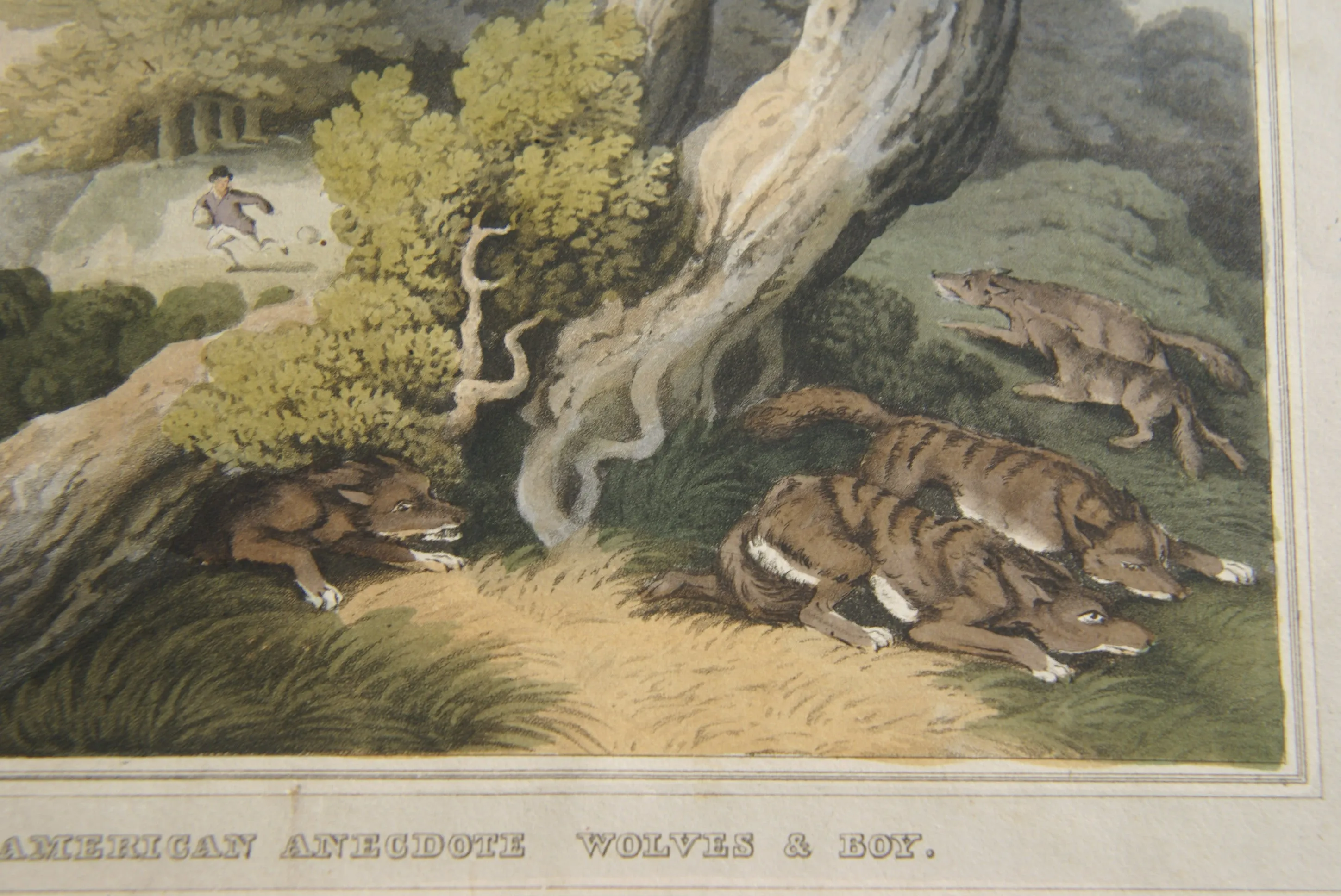 VERY RARE COLLECTOR ILLUSTRATION (1813) HAND COLORED QUARTO AQUATINT ENGRAVING FROM HOWITT & CAPTAIN WILLIAMSON’S AMERICAN ANECDOTE, WOLVES & BOY, FROM FOREIGN FIELD SPORTS, FISHERIES ETC… BY CAPTAIN WILLIAMSON.