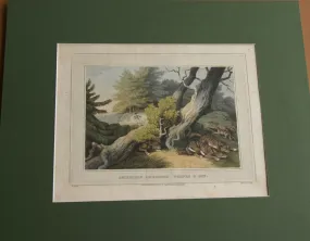 VERY RARE COLLECTOR ILLUSTRATION (1813) HAND COLORED QUARTO AQUATINT ENGRAVING FROM HOWITT & CAPTAIN WILLIAMSON’S AMERICAN ANECDOTE, WOLVES & BOY, FROM FOREIGN FIELD SPORTS, FISHERIES ETC… BY CAPTAIN WILLIAMSON.